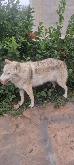 Чучело волчицы да