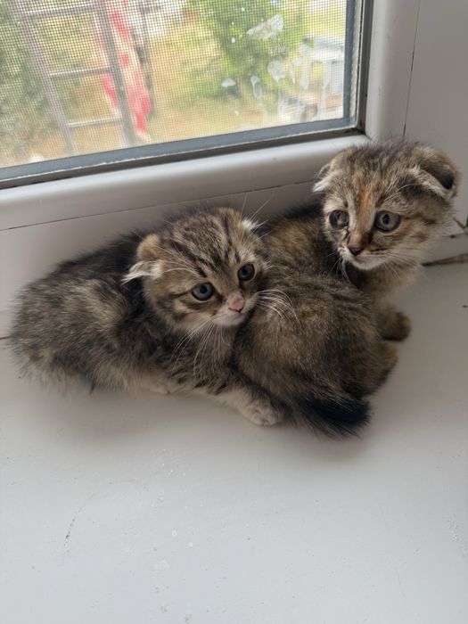 котята продаются