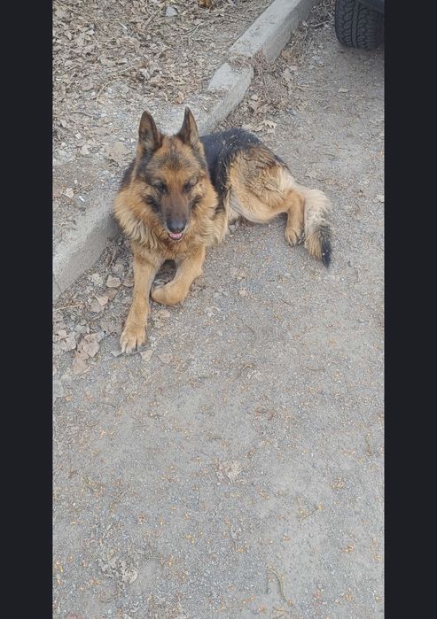 Овчарка бесплатно