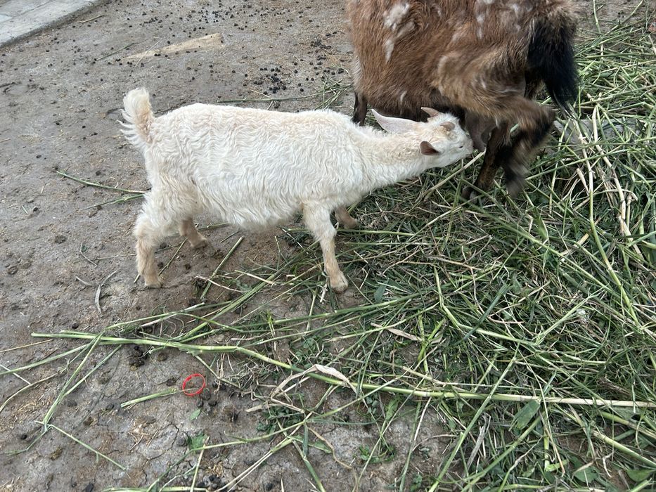 Коза и козлята продам