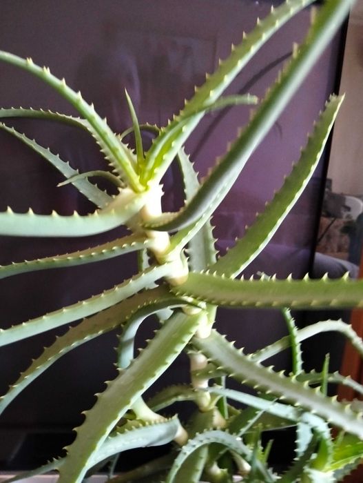 Алоэ лекарственный