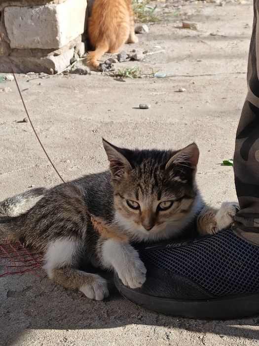 Отдам котят в хорошие руки