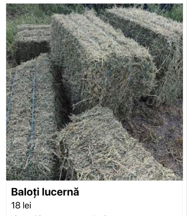 Baloți lucernă 2026