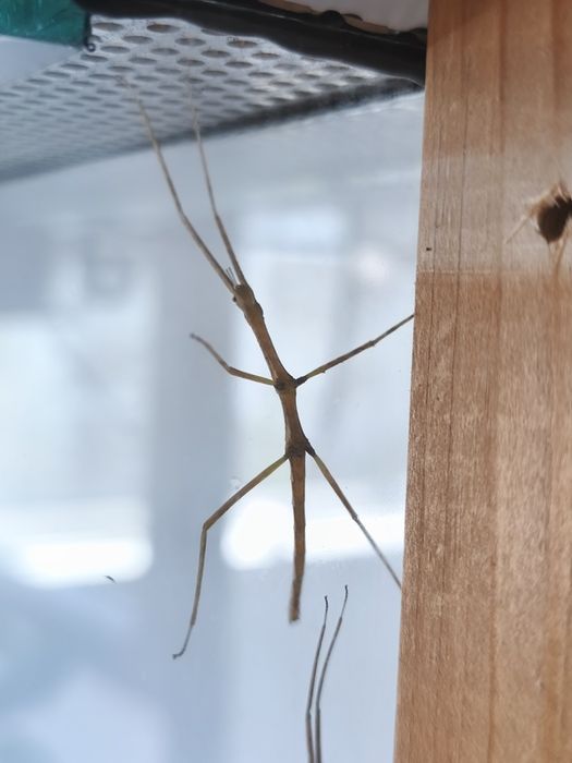 Анамски/виетнамски пръчки (medauroidea extradentata)