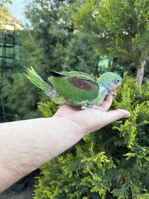 Puiut deosebit de bland papagal Marele Alexandru Alexander