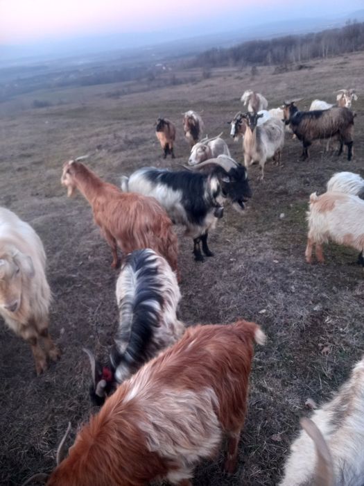 Vând iezi și țapi