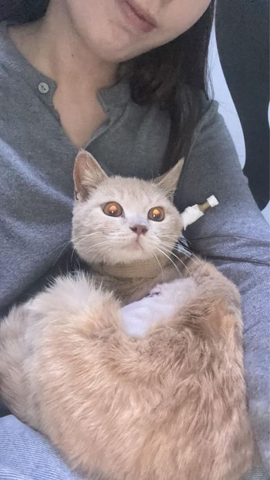 Отдаем котенка в добрые руки