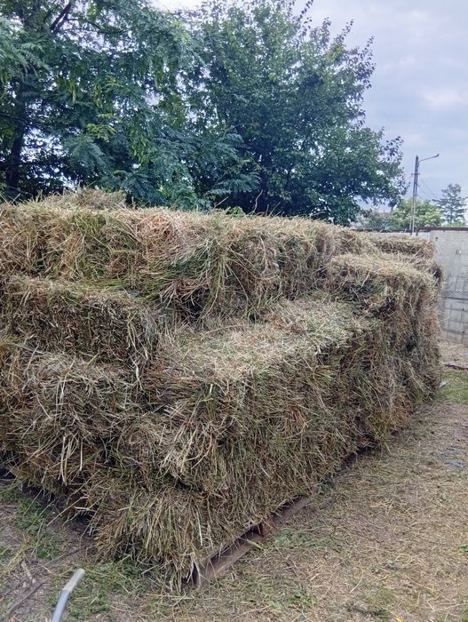 Vind bbaloți de lucernă