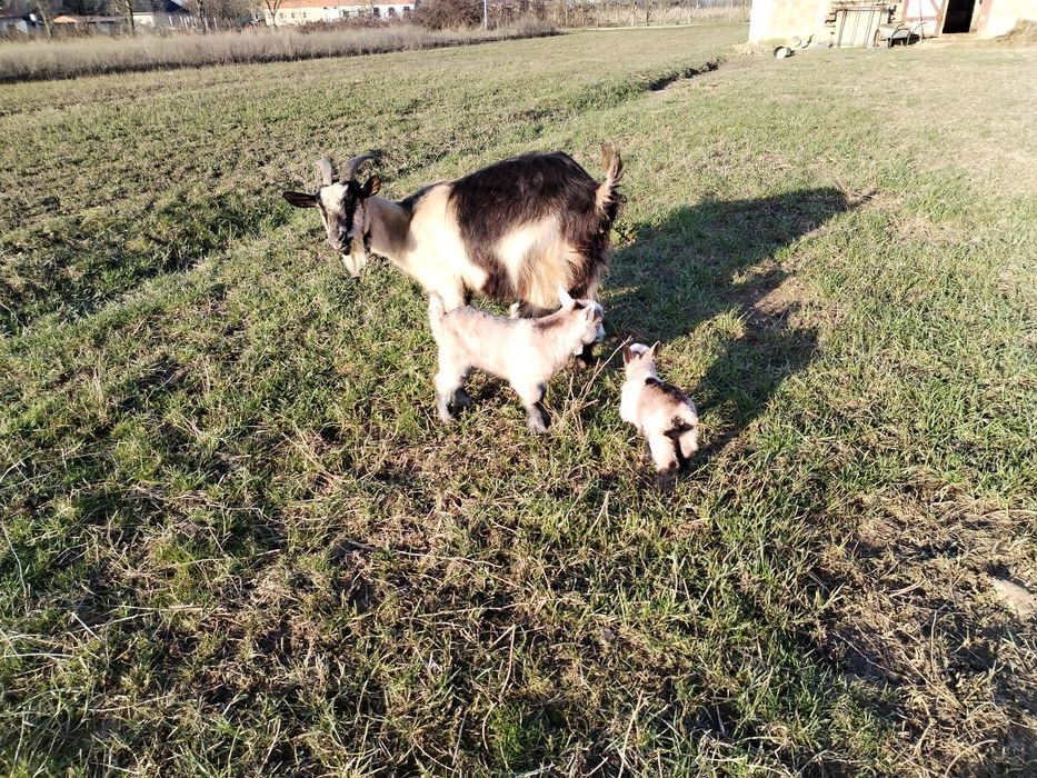 Capre.4 capre cu iezi