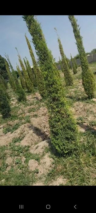 Можжевельник стрижка килинган кучатлари сотилади