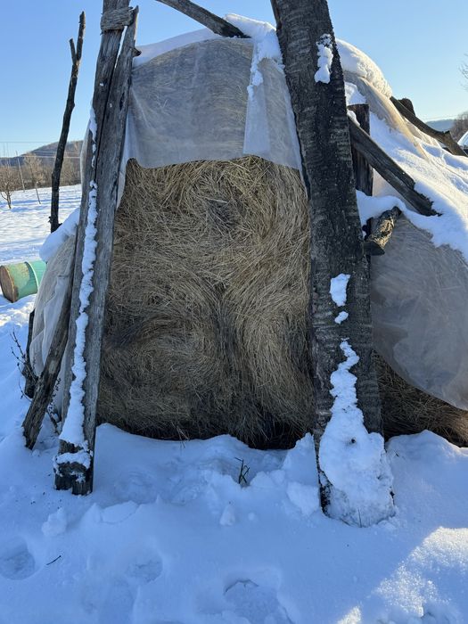 Vând baloți fân și lucernă