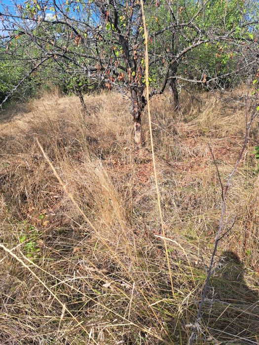 Косене на тревни площи,рязане на дърва,кастрене на дървета.