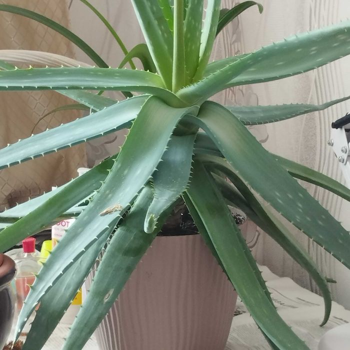 Продам домашние цветы