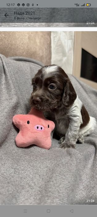 Щенки спаниеля Бронирование