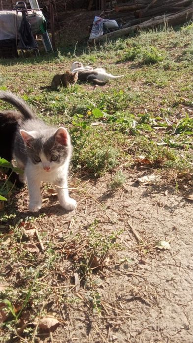 Продаются милые котята