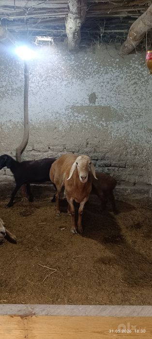 Ассалому алейкум. Арашан зотли бара сотилади 1.5 ойлик