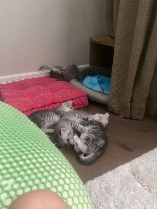 Шотландские котята