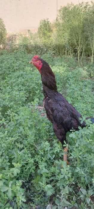 kulangi koreys 8 oylik