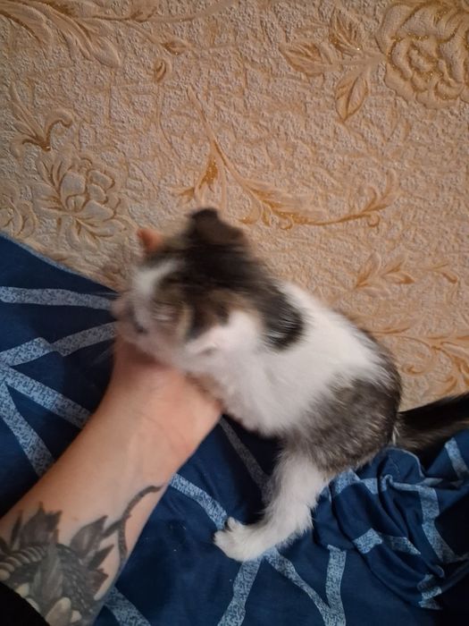 Отдам котят даром