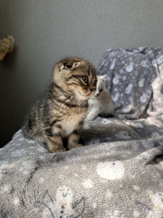 Продам породистых котят