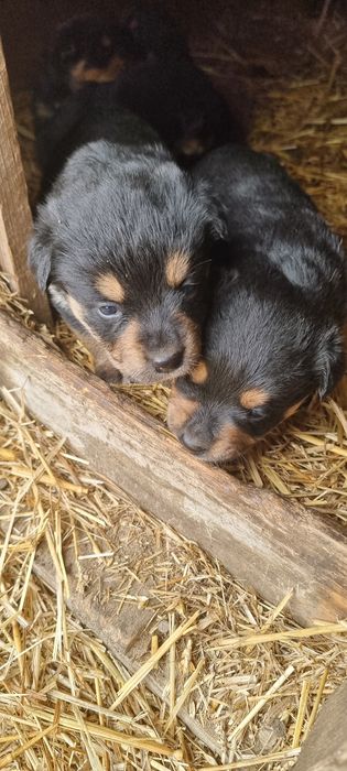 Cățeluși metis rottweiler Craiova