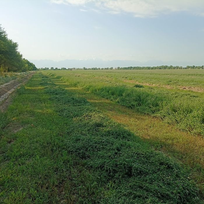 Продается люцерна в тюках.