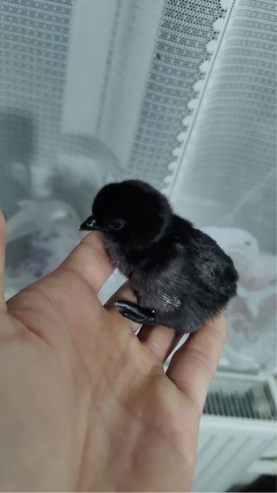 Ayam cemani, pasari complet negre. Rasa pura, oua pentru incubat