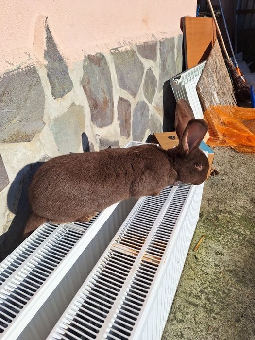 Vând iepuroi fluture german