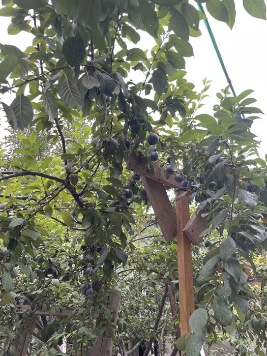 Дом с бизнесом