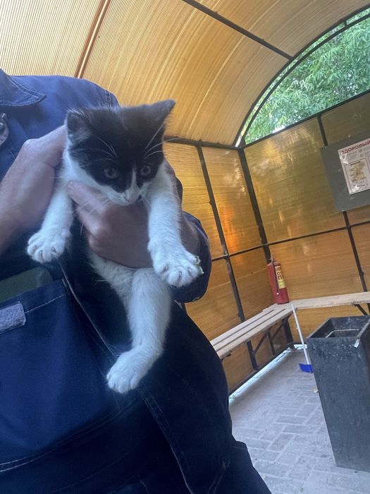Отдам котенка в добрые руки, мальчик