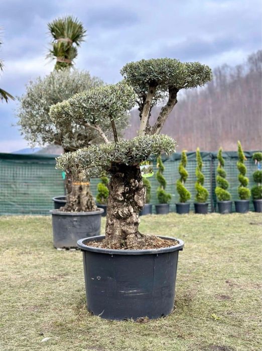 Măslin bonsai și secular de vânzare