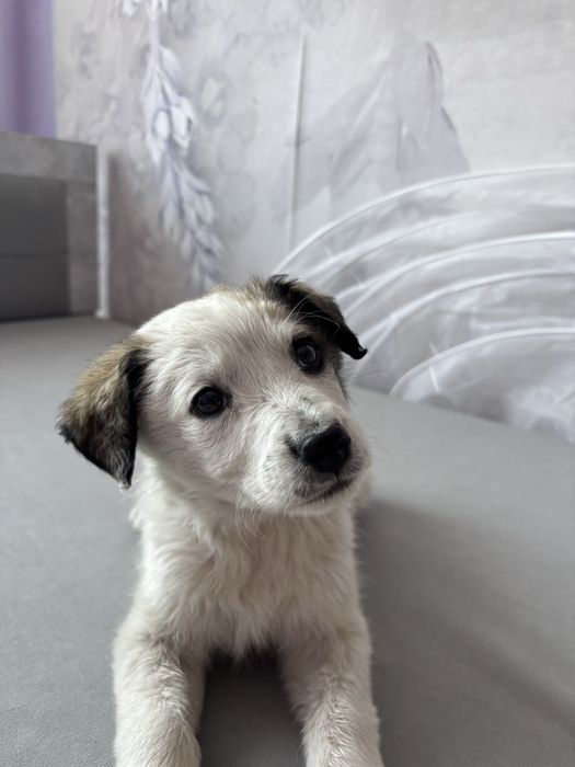 Щенок в добрые руки