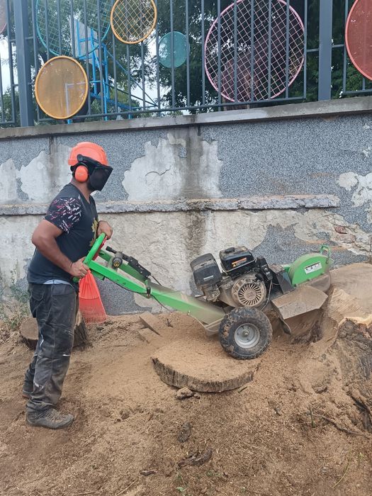 Рязане и катерене на дървета