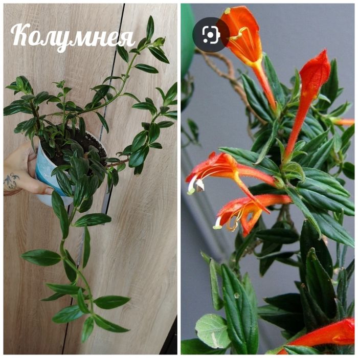 Продам комнатные растения, есть ещё многие другие