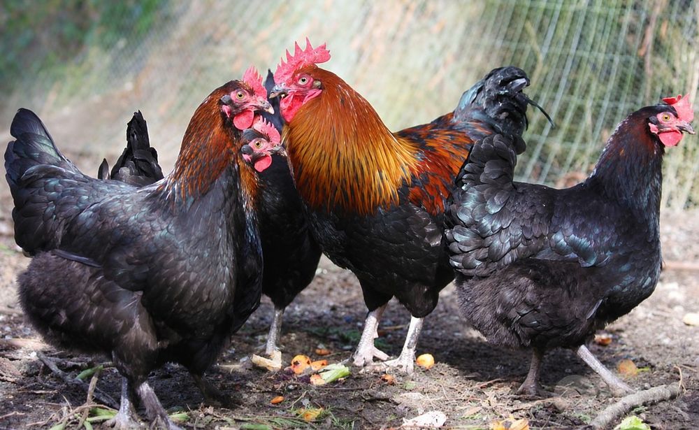 Қора мис маран (Black Copper Marans) зотлик товук тухумлари