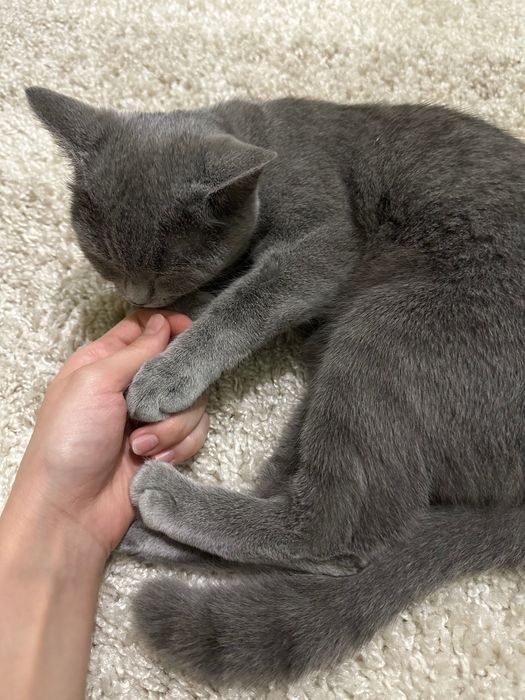 Отдам кошку scotish strayt