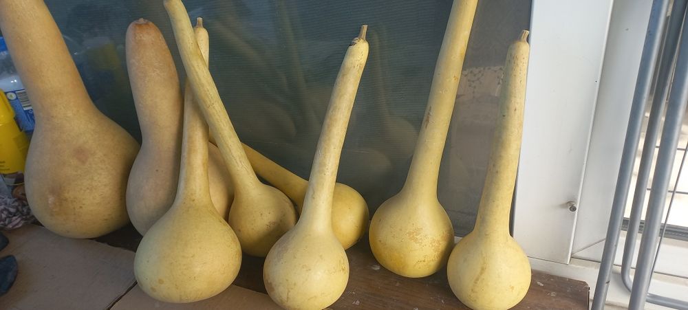 Продам тыквянки чомущ