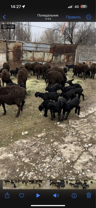 Қозылы қой Бараны