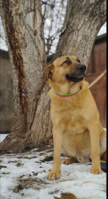 Анатолийская овчарка