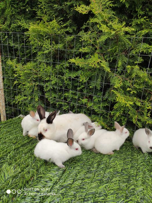 ПРОМО Калифорнийски 10лв