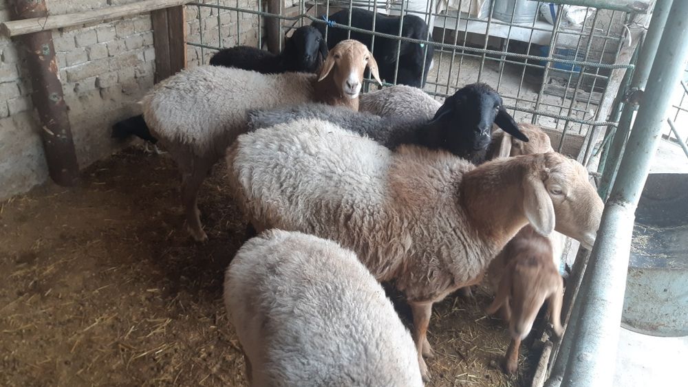 Совлиқ қўйлар сотилади