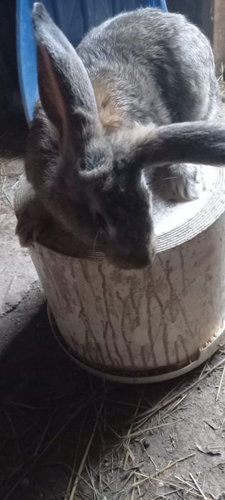 Продам класных кроликов
