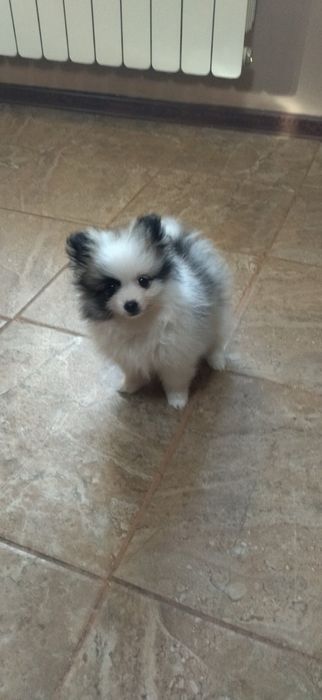 Мини шпиц померан момиче