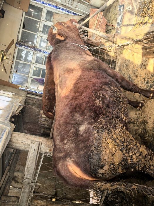 Букалар сотилади