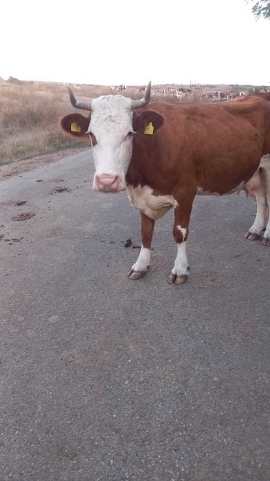 Vaca de vânzare