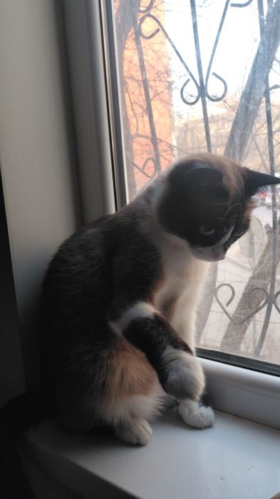 Продам сиамскую кошку