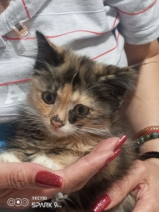 Отдам котёнка в хорошие руки.