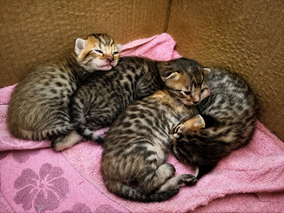 Бенгальские котята