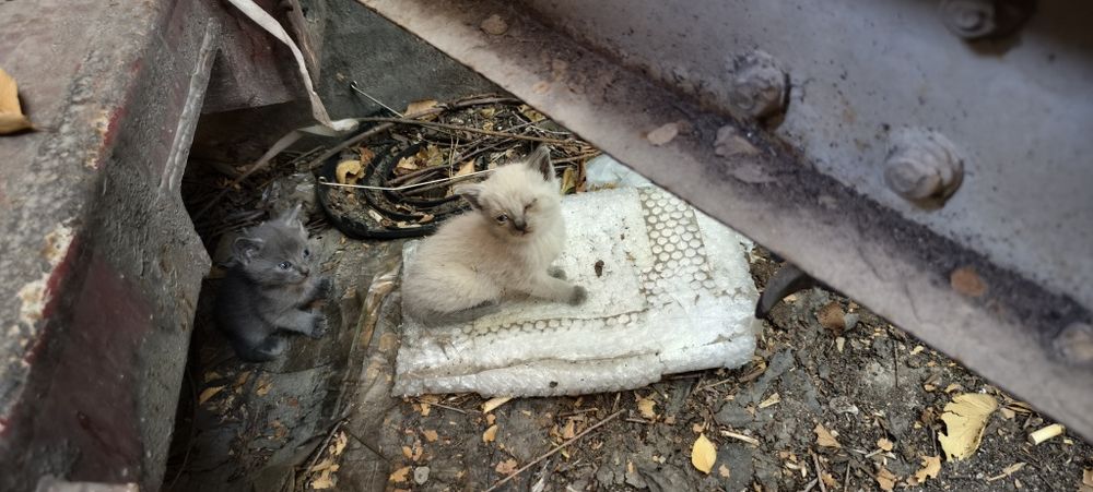Кошка, котенок отдам