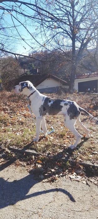 Немски дог с олимпийска кръвна линия